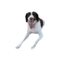 FlairComm dog dogs flair bubby Sticker