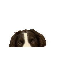FlairComm dog dogs flair bubby Sticker