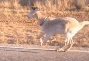 GIF by Random Goat