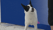 Calm Down Espn GIF by American Kennel Club