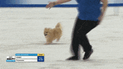 Espn Dogs GIF by American Kennel Club