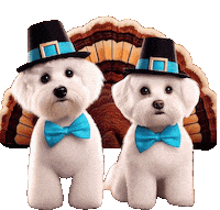 Dogs Thanksgiving Sticker by HammyandBrody