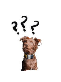 Cute Dog What Sticker by Bastian the Talking Terrier