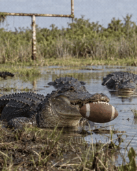 Touch Down College Football GIF