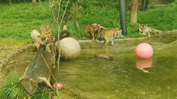 Tigers Cubs Splash Around During First Swimming Lesson at London Zoo