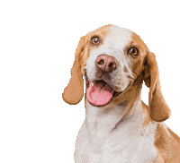 monamimascotas puppy snacks perro mascotas Sticker