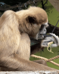 Hungry Snack GIF by Valley Zoo Development Society