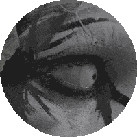 Holy Roller Sticker by Rise Records