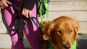 The Pack Dog GIF by Amazon Prime Video