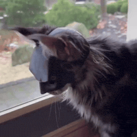 Cat Batman GIF by Respective