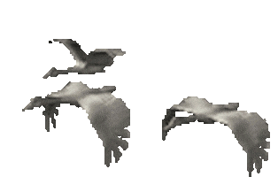 goose STICKER