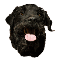 Happy Black Dog Sticker