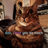 I Love You So Much Cat GIF