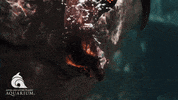 LivingPlanetAquarium water animal swimming otter GIF