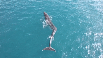 Ocean Whale GIF by Storyful