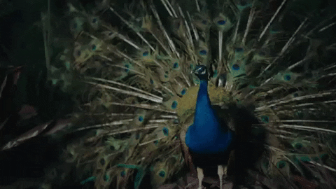 i like that GIF by Janelle Monáe