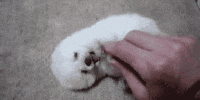 dog love GIF