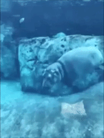 Baby Hippo Fiona Proves Even a Toot Can Look Cute