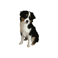 tianadoodles dog puppy cute dog aussie Sticker