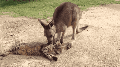 cat kangaroo GIF