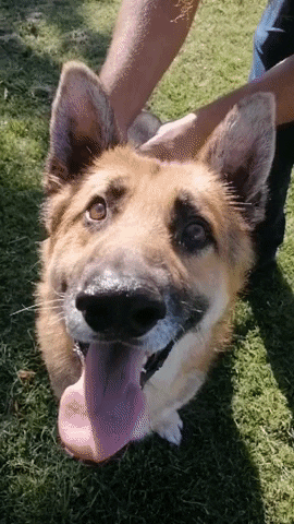 SPCA giphyupload GIF