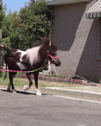 dezmineann black silly horse skate GIF