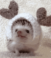 Aww Eating GIF