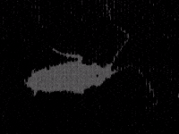sairalindez bug noise insect monochrome GIF