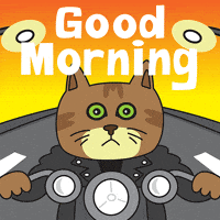 Good Morning Cat GIF by joeyahlbum