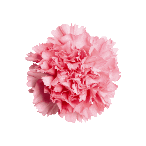 phimufraternity giphygifmaker pink flower sorority Sticker