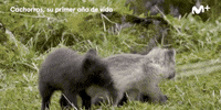 GIF by Movistar+