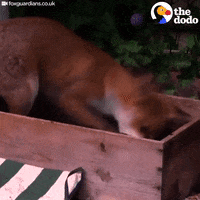 fox playground GIF by The Dodo