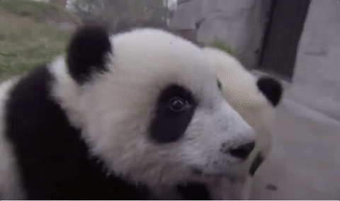 Baby Pandas GIF