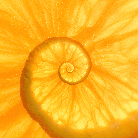 konczakowski giphyupload nature sweet orange GIF