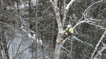 Tree Care GIF by Tree Care Industry Association