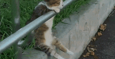 Cat Deal With It GIF by reactionseditor