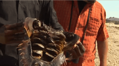 crab horseshoe GIF