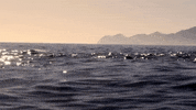 GIF by Oceana