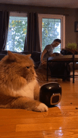 Cat's Message to Owner is Loud and Clear