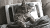 cat lolcat GIF