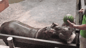 Watermelon Eating GIF