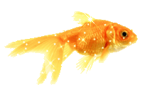 goldfish STICKER