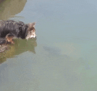surprised gotcha GIF by University of Alaska Fairbanks