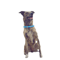 High Five Sticker by Battersea