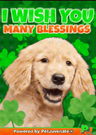 St Patricks Day Taylor GIF by PetJuvenate - PJ