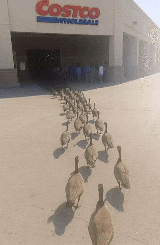 Costco GIF by Respective