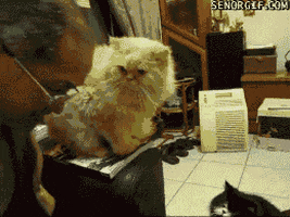 cat headbutt GIF by Cheezburger