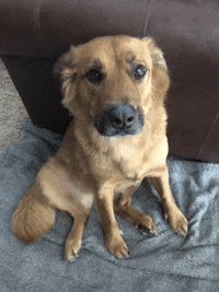 Winnie Winniethepooch GIF by Sweet Sentimentality