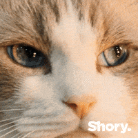 Petinsurance GIF by getShory