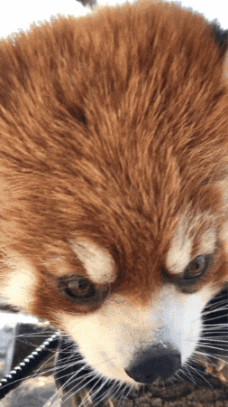 buildingourzoo giphygifmaker animals panda bonk GIF